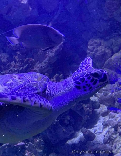 skyrror top star archive