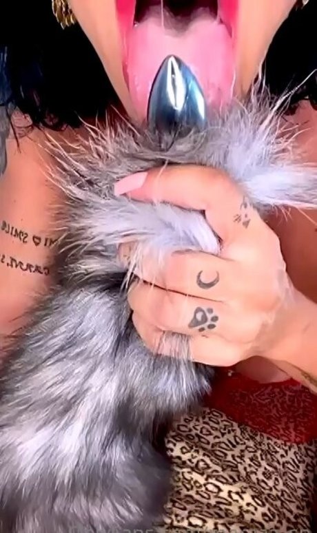 fans de chatte blanche uniquement sympa parfait images