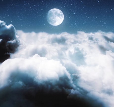 Toree actrice adulte image