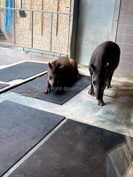 fans danal épais uniquement xxx adulte collection