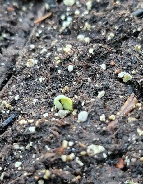 lingerie gay uniquement pour les fans sexe chaud galeries