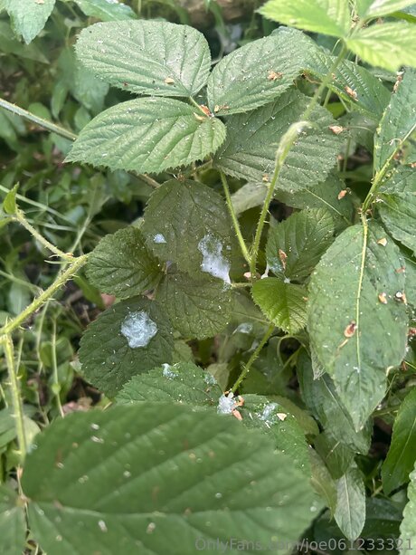 Joe061233321 étoile érotique galeries