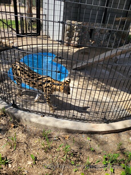 Tallgothbabe14 star du porno galeries