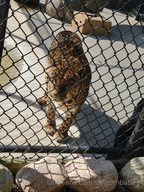 Tallgothbabe14 star du porno en haute qualité des photos