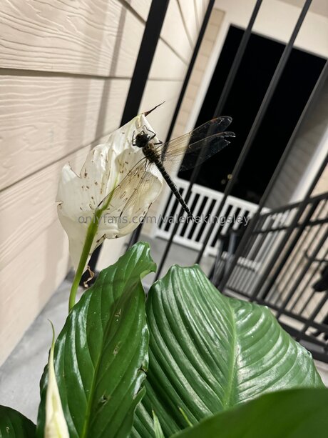 femme nue onlyfans érotique parfait des photos