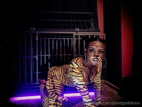 chaton potelé uniquementfans xxx haut images