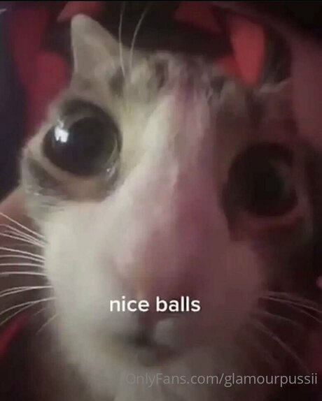 Glamourpussii étoile magnifique images