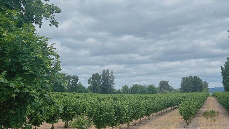 Alchemicalreaction modèle xxx photos