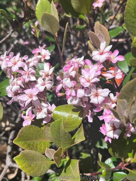 Alchemicalreaction modèle de sexe image