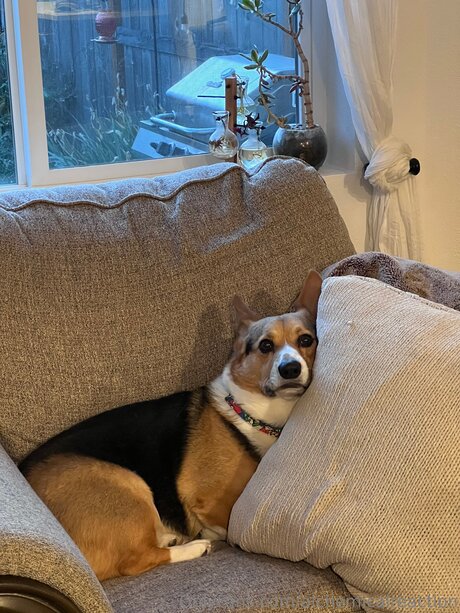 Alchemicalreaction étoile nue collection