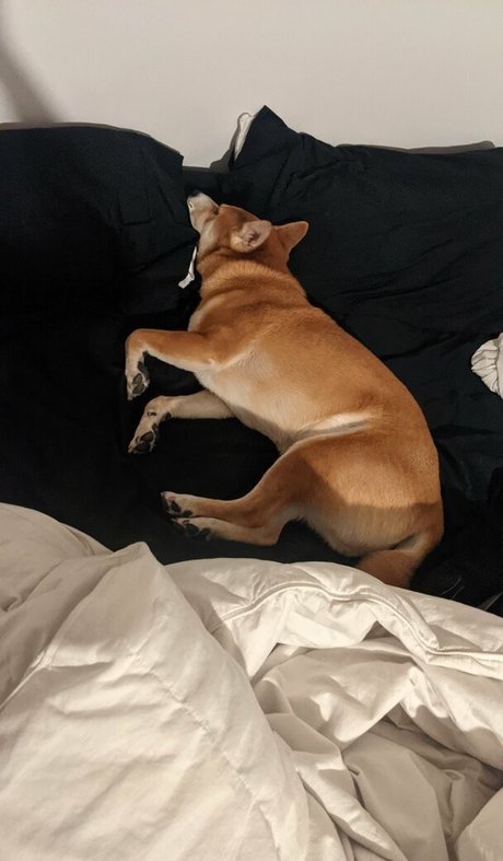 ccbunz actrice adulte img