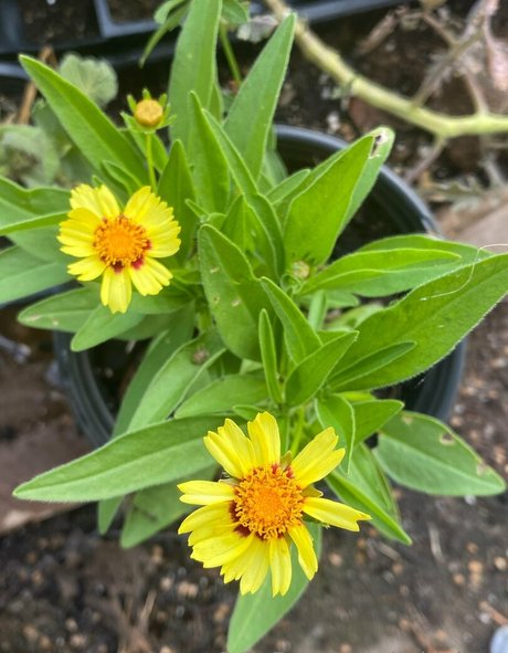 rukiabrat star du porno exclusive galerie