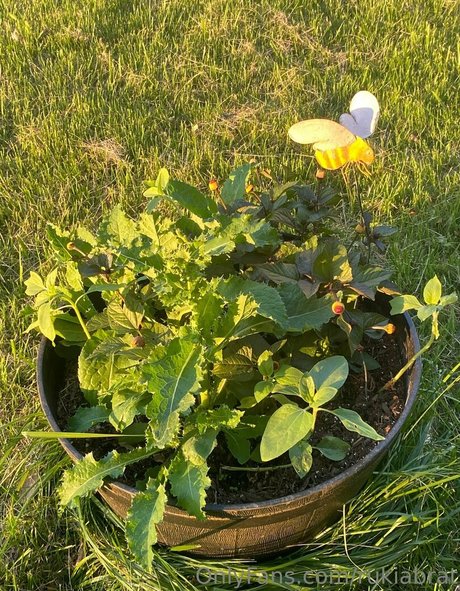 rukiabrat actrice libre photo