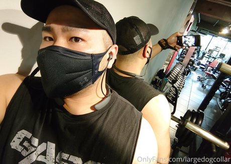 largedogcollar modèle magnifique photo