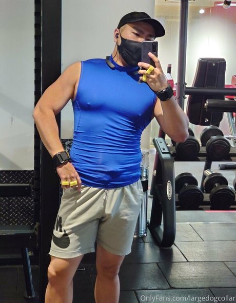 largedogcollar modèle hd archive