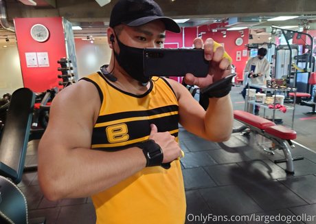 largedogcollar star érotique image