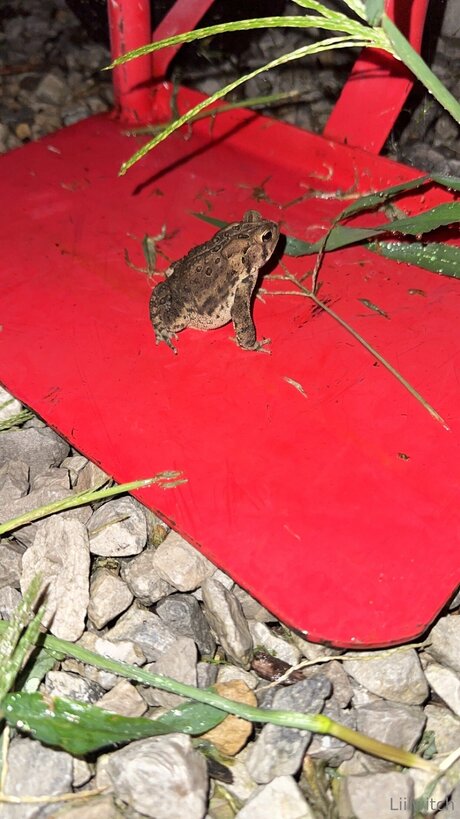 Liilwitch actrice exclusive collection