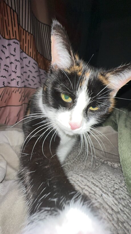 Liilwitch actrice de nus des photos