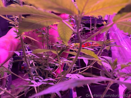 Duracell22 actrice de sexe img