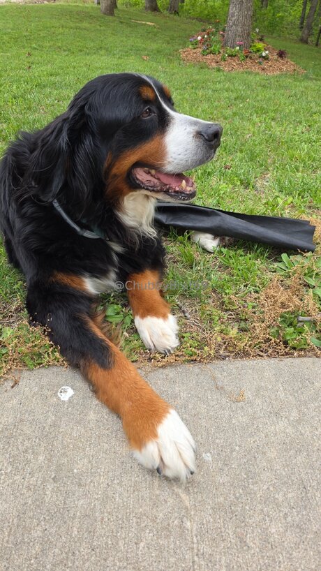 Chubbybrat69vip modèle érotique des photos