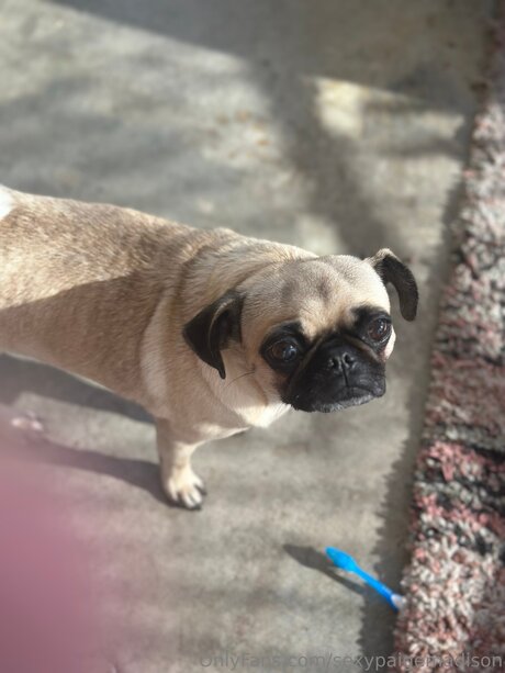 Sexypaigemadison meilleur modèle img