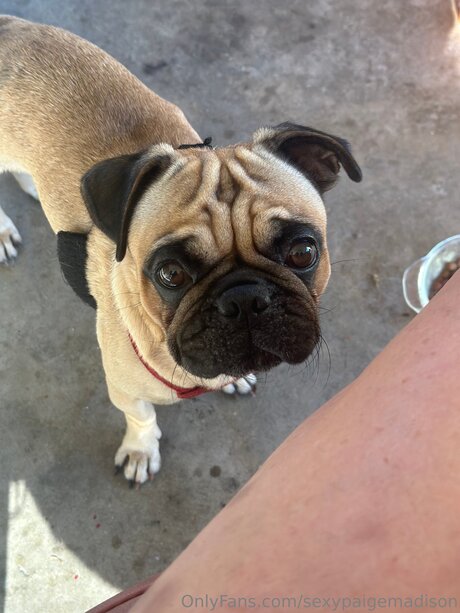 Sexypaigemadison art de star du porno galeries