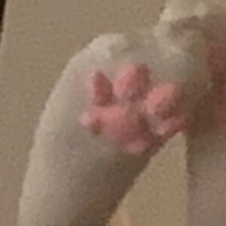 denpafish étoile de l'art des photos