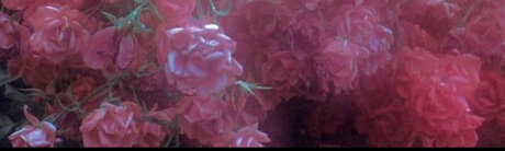 THE HOTTEST PAWG_ star du porno sympa collection