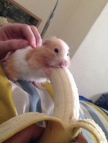 tiny amp amp thicc with a big attitude étoile magnifique galerie