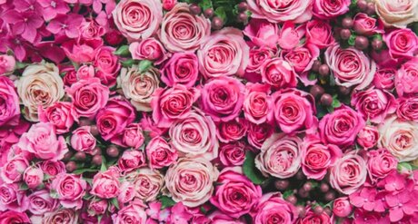 Jeunique Riedl jolie star du porno galerie