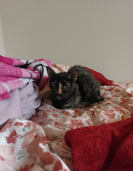 bbw gothique uniquementfans meilleur exclusif image