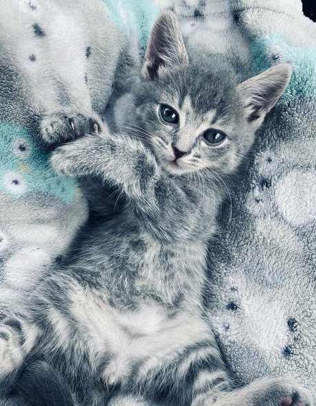 culturistes féminines onlyfans xxx pornographique galerie