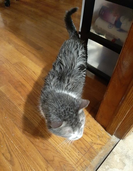 gorgeousgreeneyes Profilfoto