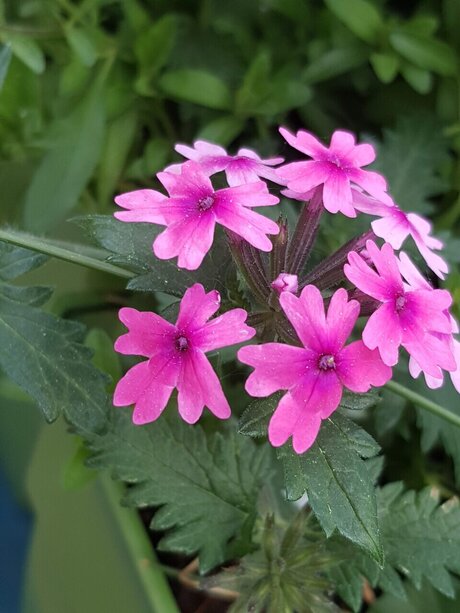 Mandy Harlowe star du porno chaude image