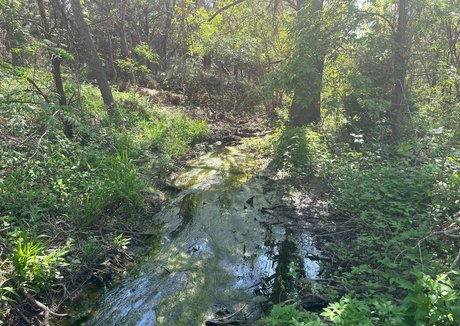 babyven0m étoile hd image