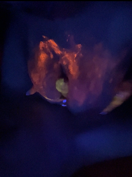 Jerzjess modèle nu images