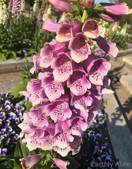 earthlyalien actrice de nus archive