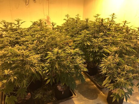 Scorpio81420 étoile hd des photos