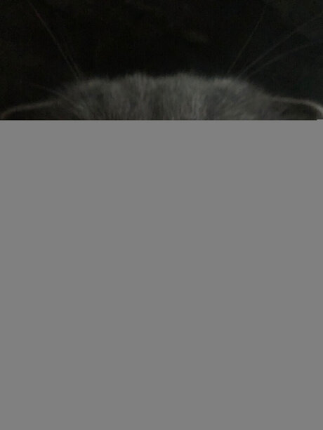 Chivas star pornographique img