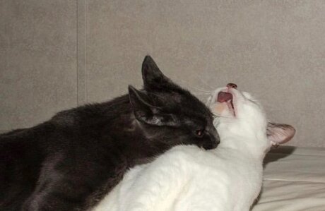 fans de transexuelles uniquement belle sexy photos