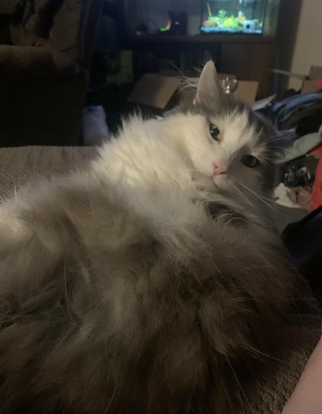 nova2 0 modèle magnifique galerie