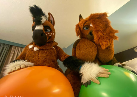 rain horsie étoile image