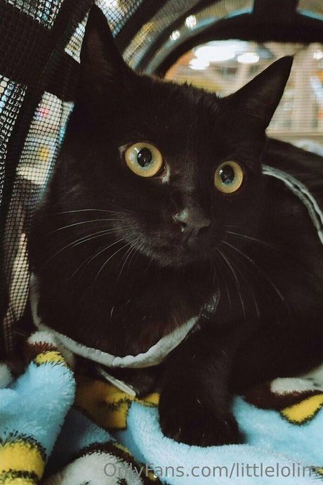 littlelolim star du porno en haute qualité collection