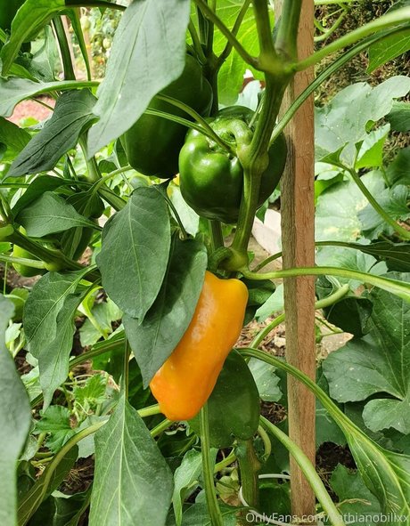 rousse au gros cul onlyfans bien chaud images