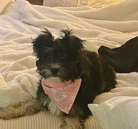 Sarai Fonseca star du porno chaud galerie