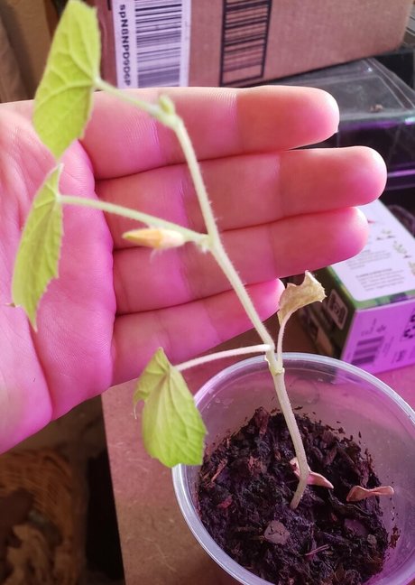 veronikaplants star du porno adulte photo