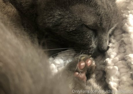 couldshouldwood meilleure étoile galeries