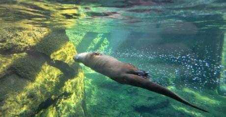 foxyopheliaa nus de stars du porno image