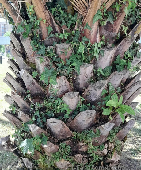 beeboo girl star du porno érotique photos