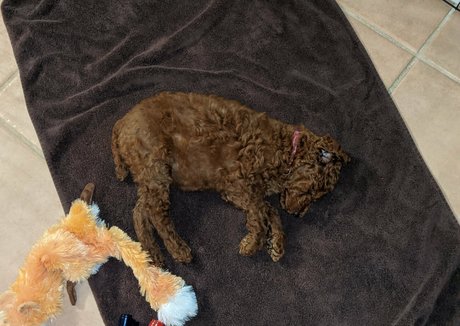 Vivid Whit star érotique collection